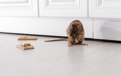 Kako uloviti miša